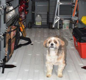 Our mascot, Ollie, checking out new van--Absolute Precision Plumbing Heating & Cooling